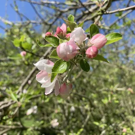 Les Rouges Terres - La Laterie Saint-Amand (Manche)