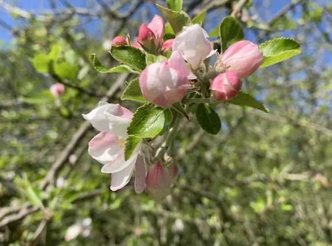 Les Rouges Terres - La Laterie Saint-Amand (Manche)